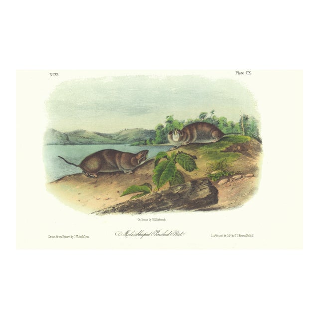 1854 Audubon Quadruped Octavo Lithograph "Plate 110 Mole Shaped Pouched Rat" For Sale