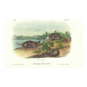1854 Audubon Quadruped Octavo Lithograph "Plate 110 Mole Shaped Pouched Rat"
