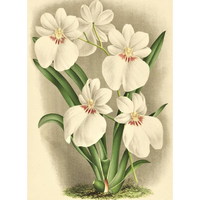 C1890 French Antique Botanical Chromolithograph-Orchids, With Documentation, For Sale - Image 4 of 6