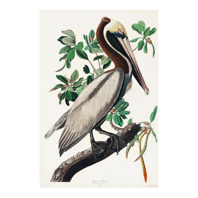 Brown Pelican (Audubon), Vintage Art Print Reproduction, 24″ × 36″ For Sale