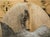 Pair of Circa 1890 Weathered French Hunt Trophies on Natural Oak Oval Panels For Sale - Image 10 of 18