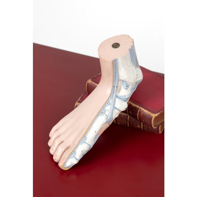 Vintage Anatomical Foot Model For Sale - Image 6 of 8
