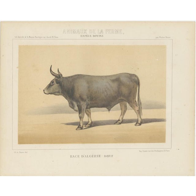 Olivier De Penne, Algerian Ox, North African Cattle, 1863, Chromolithograph For Sale - Image 3 of 9