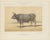 Olivier De Penne, Algerian Ox, North African Cattle, 1863, Chromolithograph For Sale - Image 3 of 9
