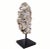 Organic Modern Fossil Scholar Stone For Sale In Greensboro - Image 6 of 8