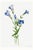 Fringed Gentian, Vintage Botanical Art Print Reproduction by Mary Vaux Walcott, 16" X 24" For Sale