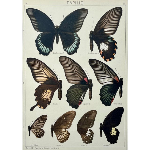 Antique Original Color Lithograph of Butterflies Swallowtail by Seitz 1911 For Sale In New York - Image 6 of 8