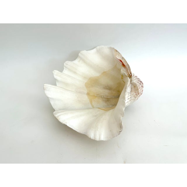 White Large Vintage Clam Shell For Sale - Image 8 of 8