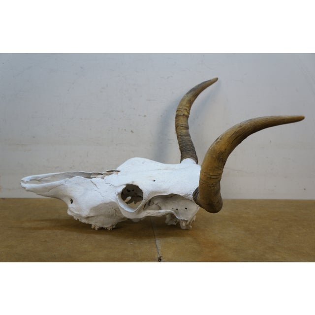 Western Southwestern Longhorn Cow Bull Steer Skull Horns Taxidermy 26" For Sale - Image 15 of 16