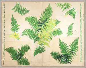 Fern Art Print in Acrylic Box Frame by Paule Marrot