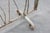 Art Deco Wrought Iron Plant Stand with Heron and Bulrushes, France, 1920 For Sale - Image 11 of 12