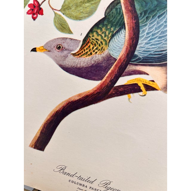1960s 1964 Audubon Folio Lithograph Great Bird Paintings – “Band Tailed Pigeon” 17x14 For Sale - Image 5 of 10