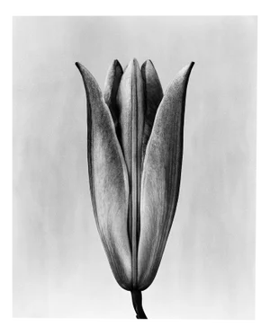 Lily 23 Black and White Analogue Floral Photography Edition of 15 2023