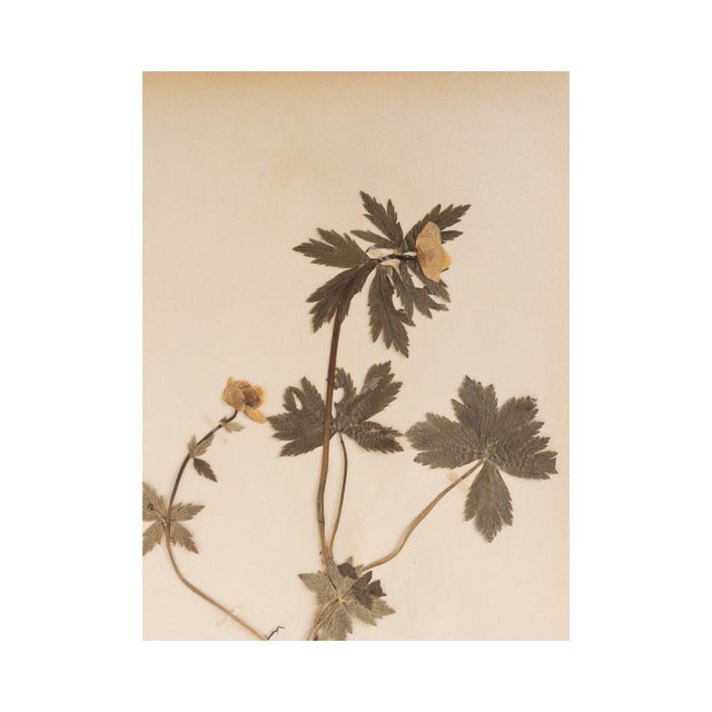 Vintage Swedish Herbarium - Globeflower, Circa 1947 Lovely color and interesting form, a wonderful specimen.