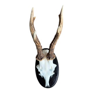 Roe Deer Trophy 70 Black Forest Antlers Mount For Sale