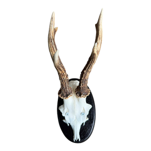 Roe Deer Trophy 70 Black Forest Antlers Mount