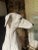 Italian Life-Size, Ceramic Sculpture of Greyhound For Sale - Image 4 of 16