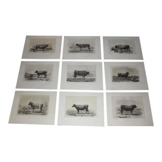 Antique 19th CenturyFrench Signed Imperial Folio Cows and Bulls Engravings - Set of 9 For Sale