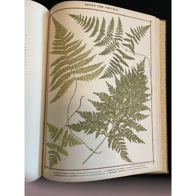 Heath's Fern Portfolio, 1885 Complete With 15 Chromolithographs For Sale - Image 14 of 18