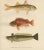Red mullet, norway redfish, and greater weever - vibrant 19th century fish lithograph this exquisite 19th-century...