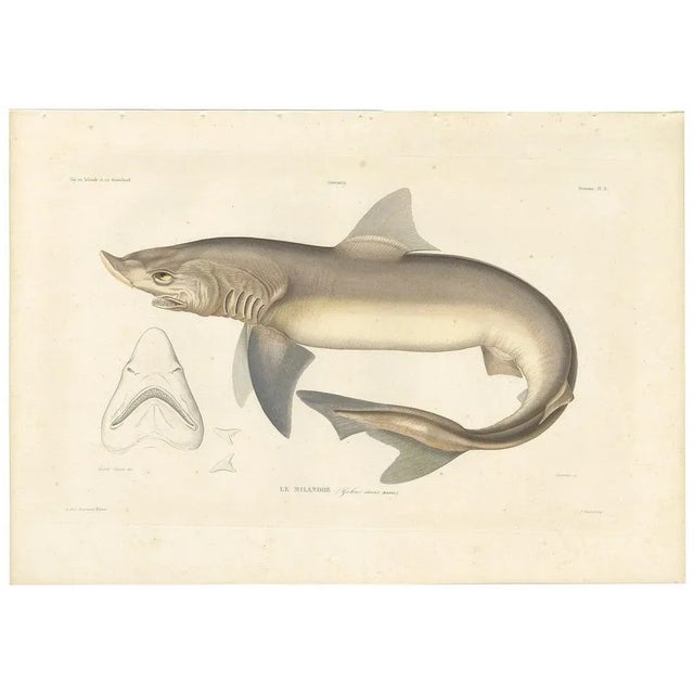 Blanchard, Illustration of Tope Shark from Iceland-Greenland Voyage, 1845, Print For Sale - Image 10 of 10