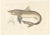 Blanchard, Illustration of Tope Shark from Iceland-Greenland Voyage, 1845, Print For Sale - Image 10 of 10