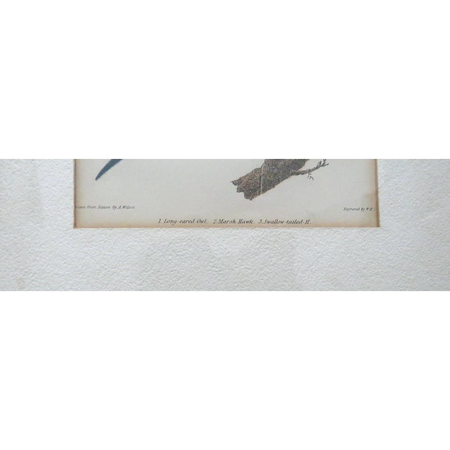 Wood Set of 3 Alexander Wilson Owl Bird Engravings Framed 19th C. Antique For Sale - Image 7 of 8