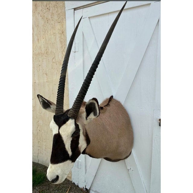 Huge African Gemsbok Oryx Antelope Shoulder Mount Taxidermy South Africa For Sale In Philadelphia - Image 6 of 17