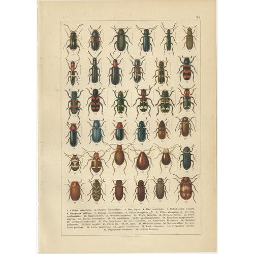 Paper Calwer, Beetles, European Coleoptera Plates, 1893, Chromolithographs, Set of 6 For Sale - Image 7 of 9