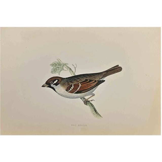 Tree Sparrow is a modern artwork realized in 1870 by the British artist Alexander Francis Lydon (1836-1917) . Woodcut...