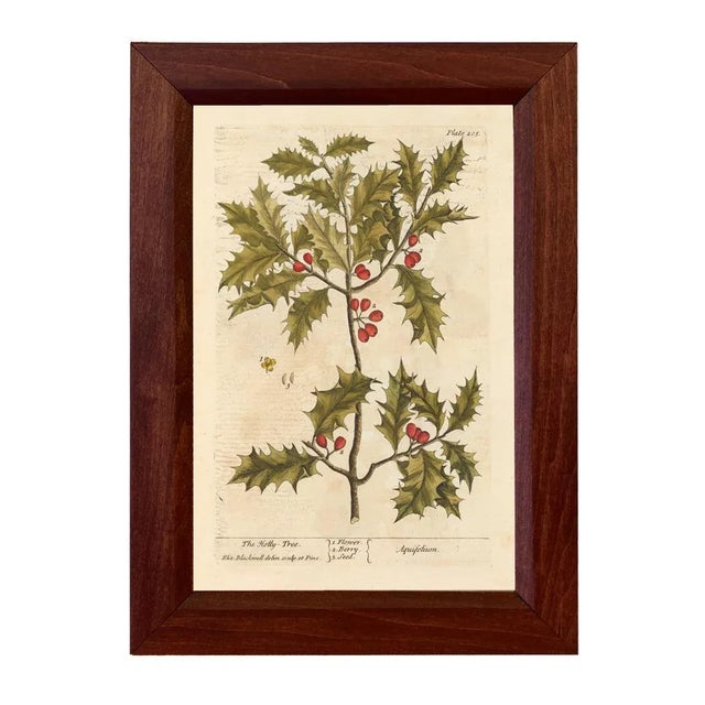 Beautiful reproduction prints of color illustration (c. 1739) of the four different winter plants, including the Holly...