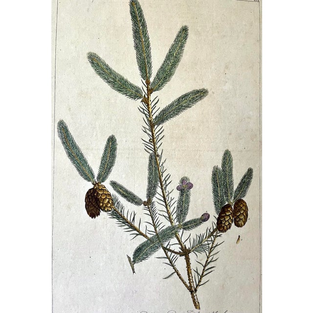 Late 18th Century Antique Large Botanical Print Silver Fir Tree by Phillip Miller London 1759 For Sale - Image 5 of 6