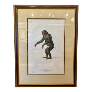 Pair of Hand Tinted Monkey Prints by Audbert For Sale