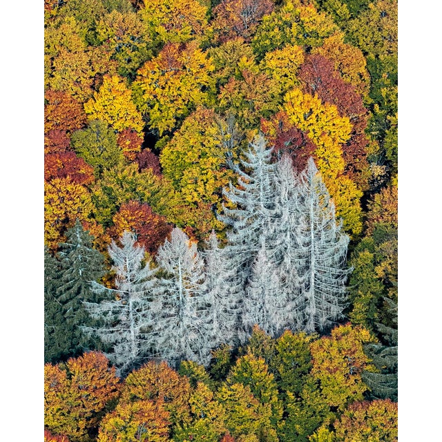 Bavarian_Forest_02" Size a Contemporary Limited Edition Fine Art Photograph by Bernhard Lang For Sale - Image 6 of 10