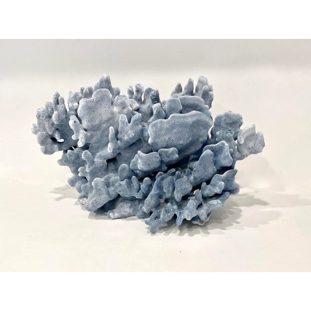 Shell Natural Blue Coral Specimen Coastal Home For Sale - Image 7 of 7