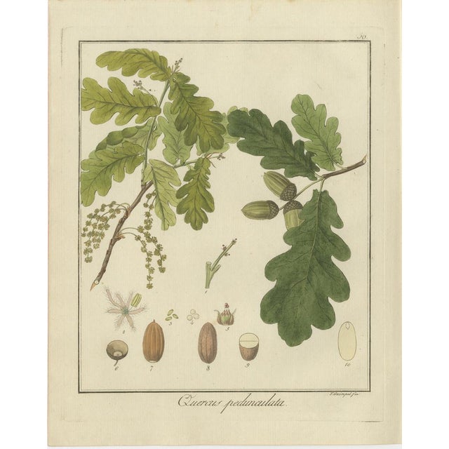 Burning Busha and Autumn Crocus and English Oak, 1819, Paper, Set of 3 For Sale - Image 4 of 6