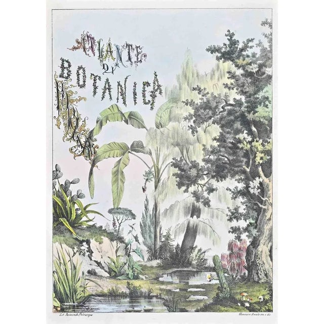 Lithograph hand watercolored. Belongs to the Series "Atlante di Botanica popolare ossia Illustrazione di Piante Notevoli...