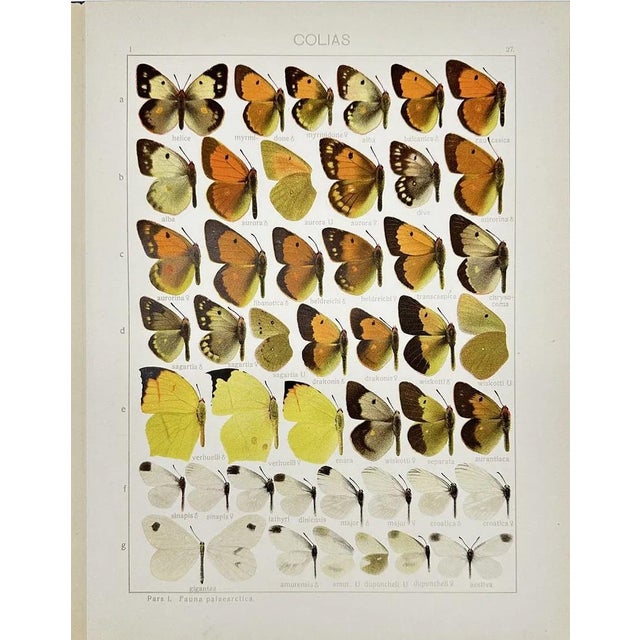 Illustration Adalbert Seitz Butterfly Prints – Colias & Colias (C. 1909–1915), Set of 2 For Sale - Image 3 of 3