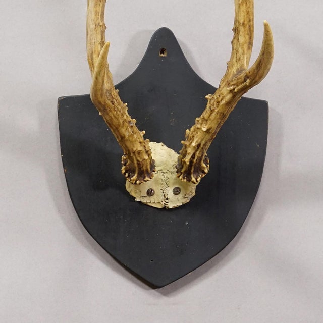 Late 19th Century Antique Black Forest Sika Deer Trophy on Black Plaque - Salem Germany 1878 For Sale - Image 5 of 7