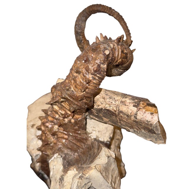 Didymoceras Stevensoni Heteromorph Ammonite Fossil on Matrix, South Dakota. For Sale - Image 9 of 12