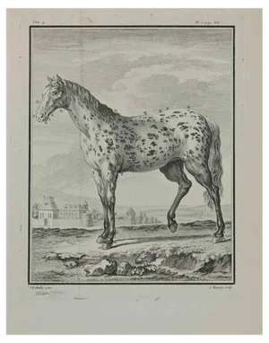 Pierre Charles Baquoy, A Horse, Etching, 1771