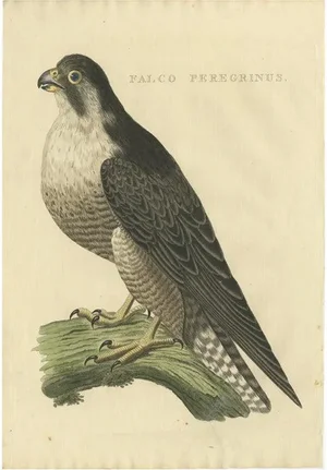 Sepp & Nozeman, Peregrine Falcon, 1829, Paper
