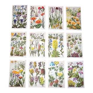 Authentic Antique 19th Century Botanical Lithographs - Set of 12 For Sale