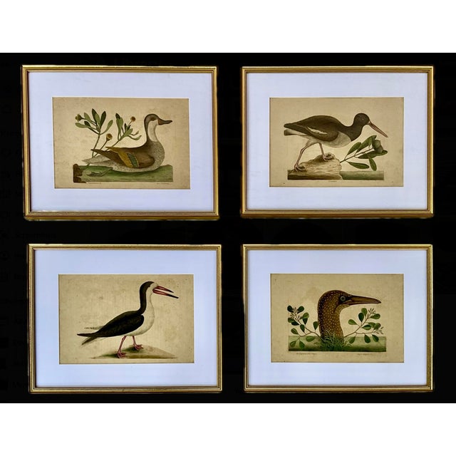 18th Century Framed Engravings by Mark Catesby, Set of Four Birds For Sale - Image 12 of 12