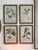 Late 18th Century Set of Four Botanical Engravings, London, 1774 Miller For Sale - Image 5 of 7