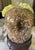 Cabinet of Curiosities Glass Cloche With Bird’s Nest Wrapped in Dried Gypsophila on Decorative Asian Wooden Stand For Sale - Image 9 of 15