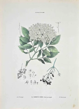 Vincenzo Tenore, The Black Elderberry, Lithograph, 1870s