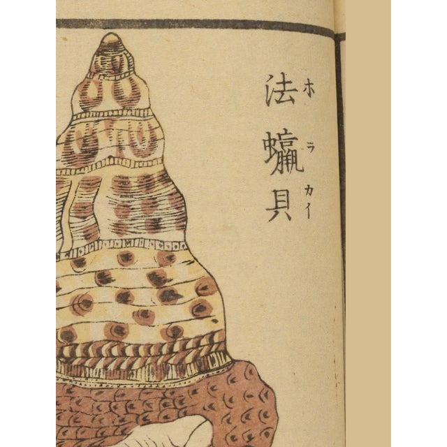 Japanese Vintage Japanese Shell, Woodblock Print Reproduction, 32" X 48" For Sale - Image 3 of 11