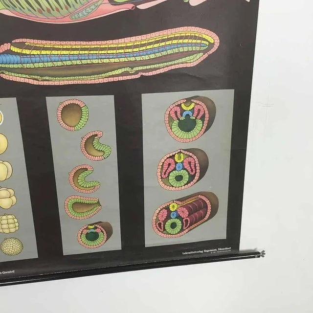 1960s Educational Pull Down Biology Chart from Jung Koch Quentell, Germany, 1969 For Sale - Image 5 of 8