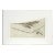"Unremembered Dream" Dragon Fly and Barbed Wire - Intaglio Print by Tomoya Uchida For Sale